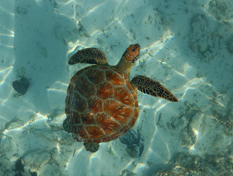 Kuramathi (85).jpg